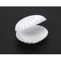 2 1/2\" White Iridescent Plastic Shell